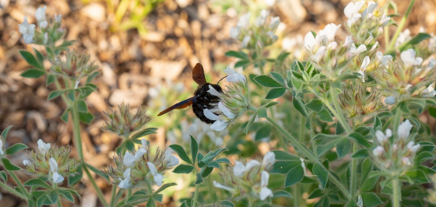 Jardin écologique en Charente-Maritime