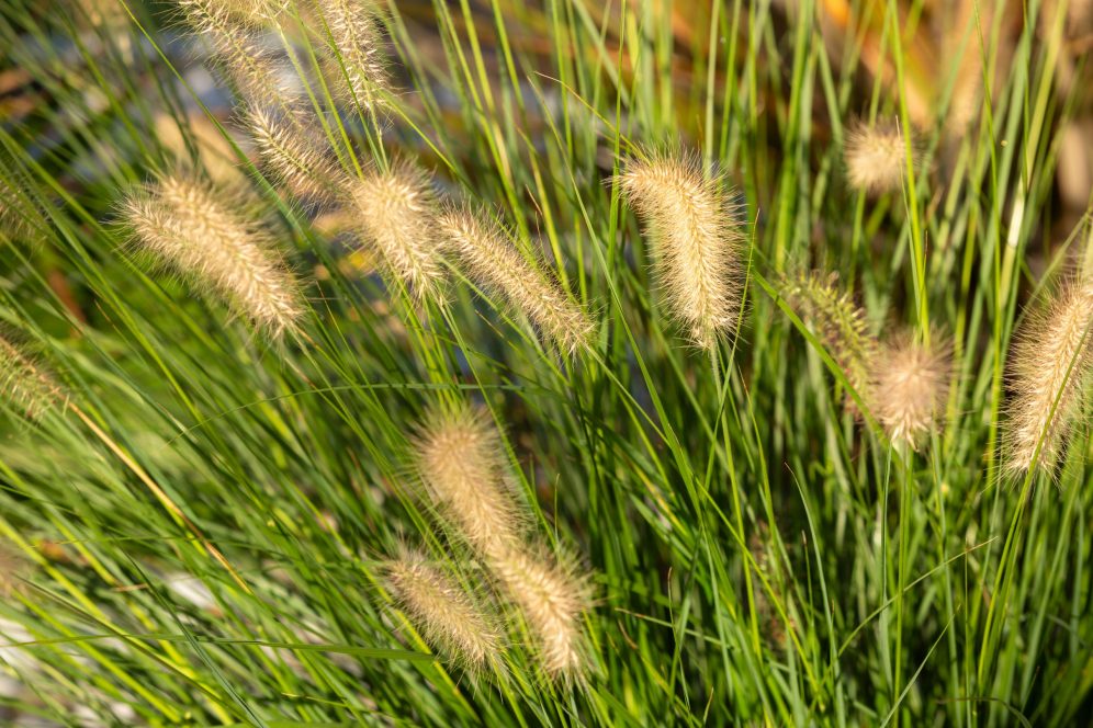 Conseils au jardin en Charente-Maritime
