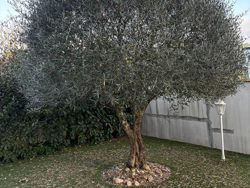 Entretenir son jardin en hiver : les bonnes pratiques