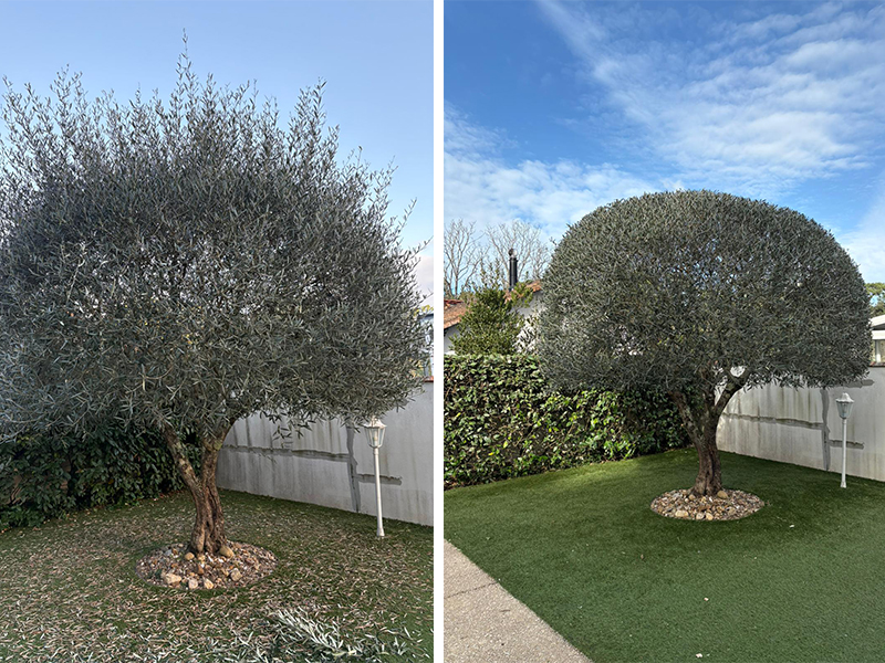 Comment entretenir son jardin au printemps ? Conseils et bonnes pratiques