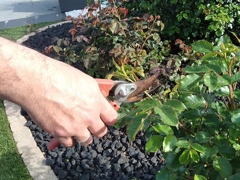 La taille raisonnée des arbres et arbustes : tout savoir sur cette pratique