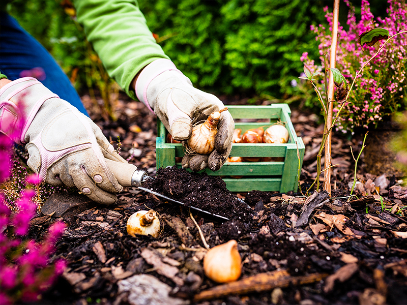 Que planter en automne dans son jardin ?
