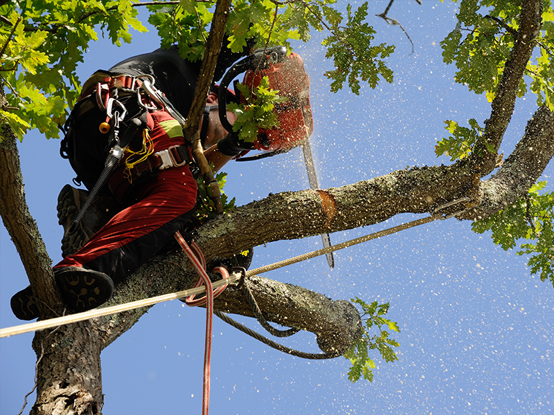 L’élagage des arbres : tout savoir sur la taille des végétaux