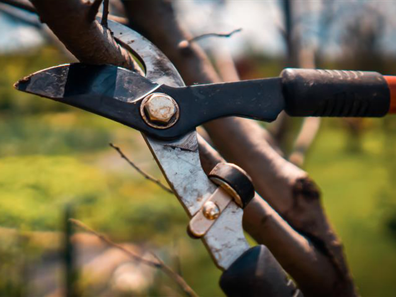 Taille d’hiver : comment tailler arbres, haies, rosiers et arbustes au jardin ?