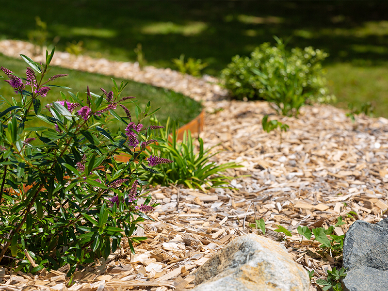 Le paillage de jardin : une solution durable pour protéger vos plantations