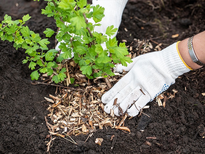 Comment réussir la plantation d’arbustes dans votre jardin ?