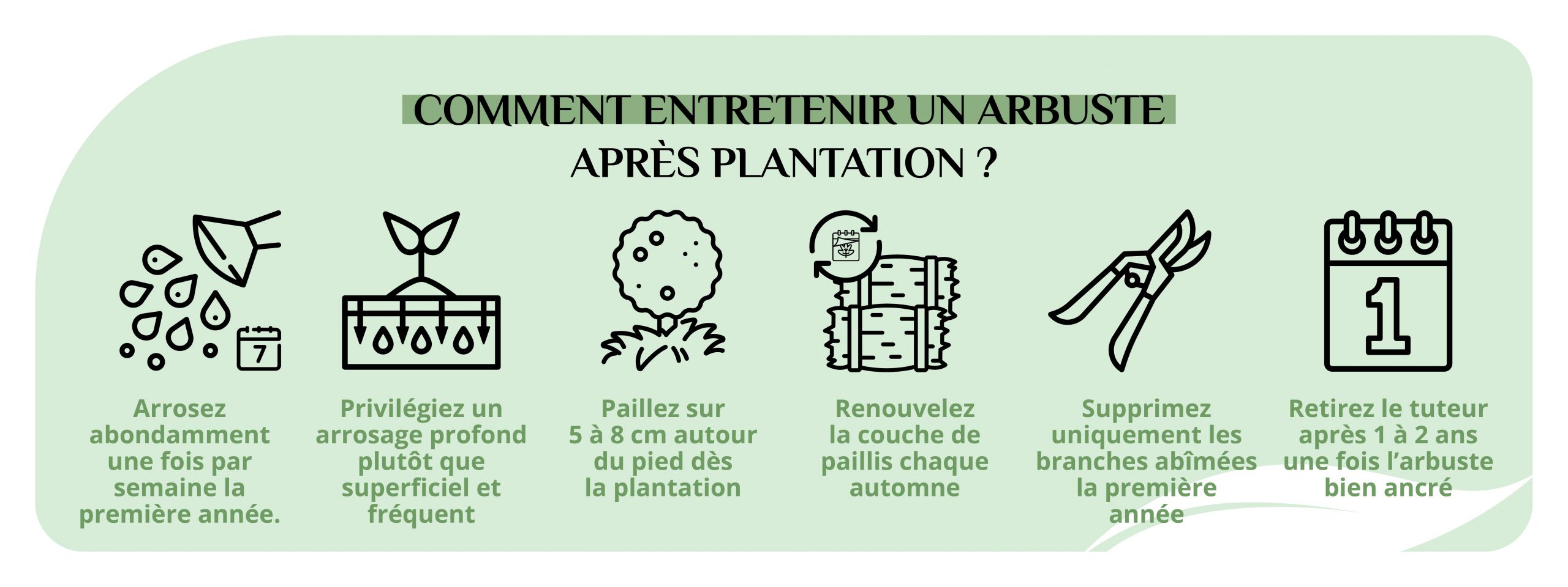 astuces pour entretenir un arbuste après plantation