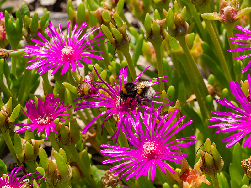 Plantes vivaces : lesquelles choisir pour un jardin fleuri toute l&rsquo;année ?