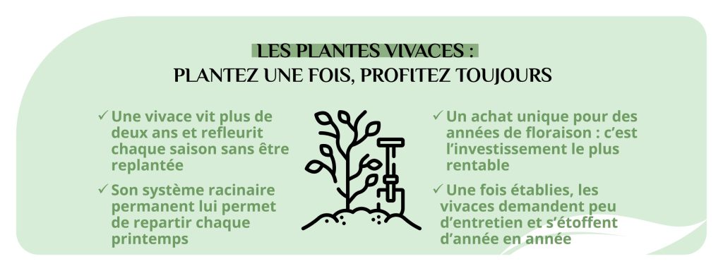 avantages planter vivaces jardin floraison faible entretien