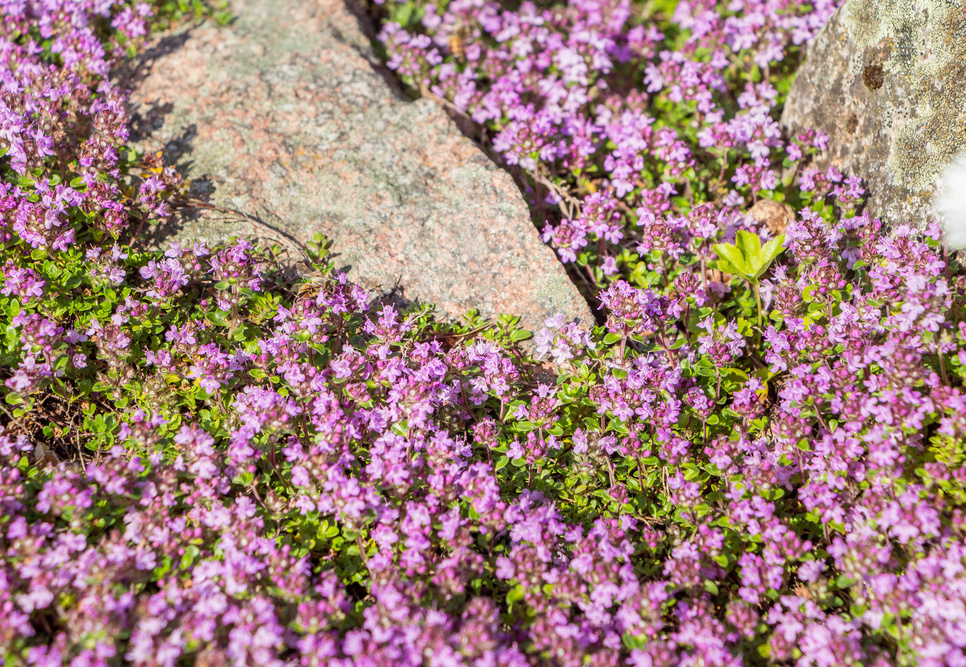 couvre-sol sedum thym rampant jardin sans entretien Royan