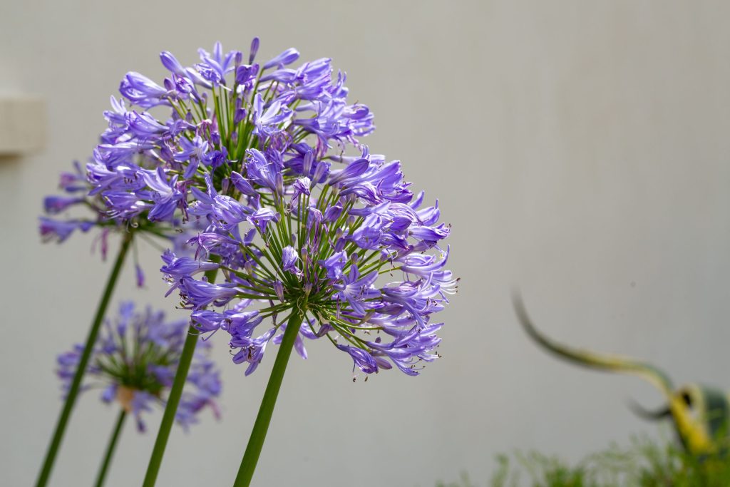 agapanthe jardin été Cornuaud Paysage