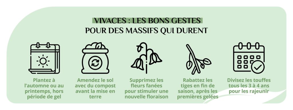 entretien vivaces selon saison plantation amendement division